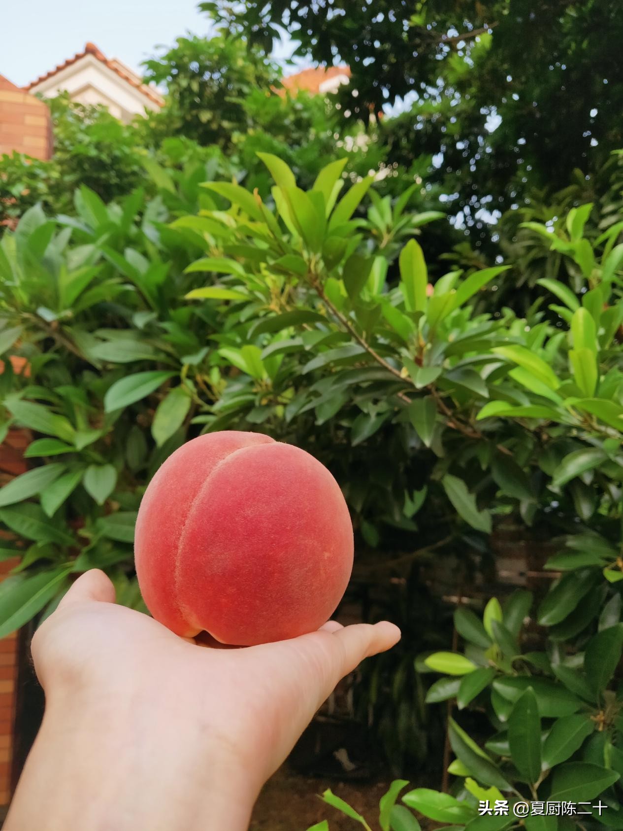 自制蜜桃乌龙茶果酱,自制蜜桃原汁