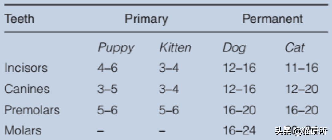 每天15分钟,医生手把手教你做17项猫咪全身检查