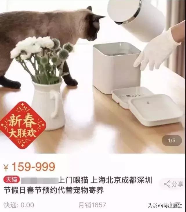 假期出行猫咪怎么安置,出去游玩5天猫咪该怎么办