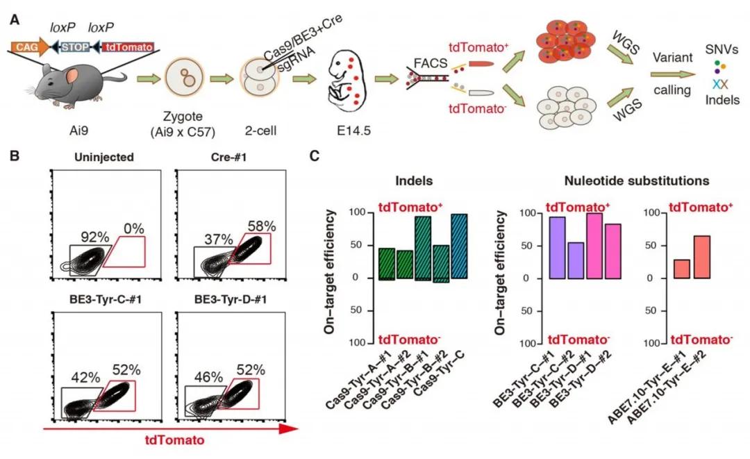CRISPR/Cas基因编辑疗法的前景与伦理争议
