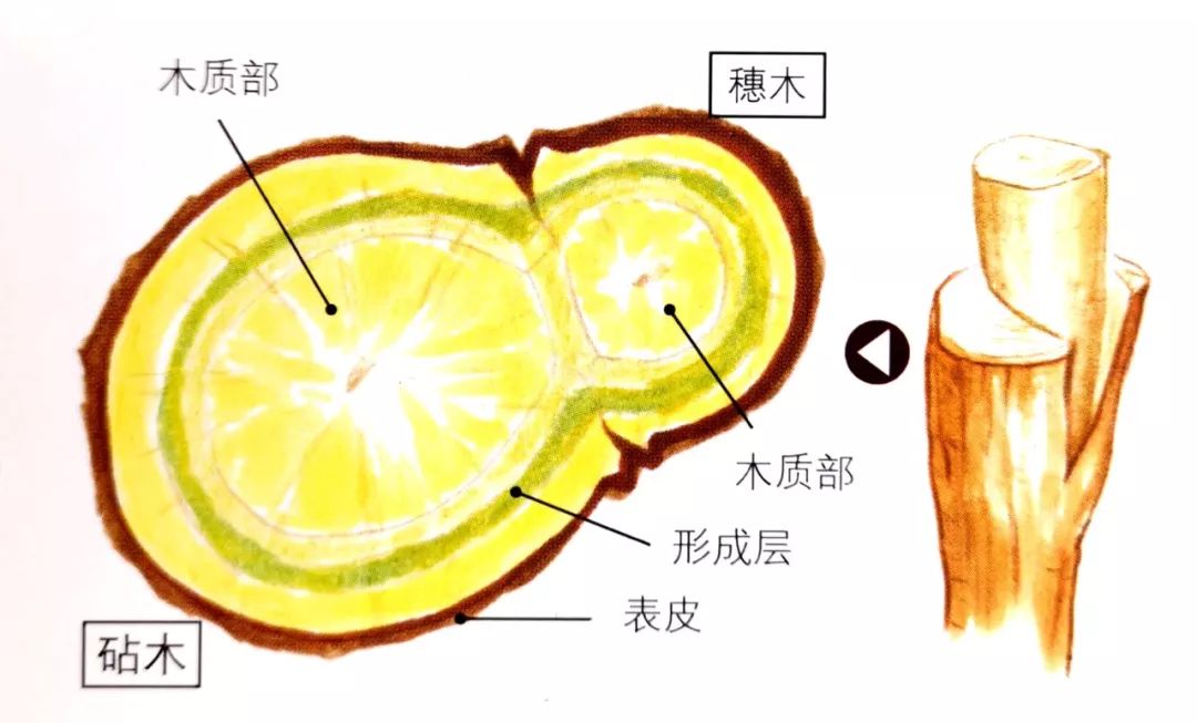 别把“嫁接”想得太苦太难，掌握6个窍门，它可是很好玩的活儿