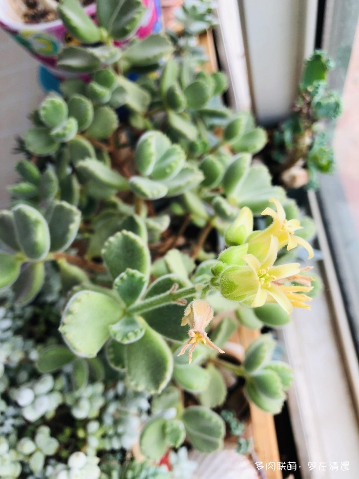 澶忚姳鏈夊摢浜涜姳,澶氳倝鏈夎姳鏈夋灉