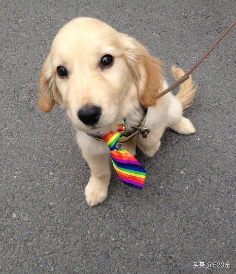 想养一条聪明听话的狗狗,怎么养短腿狗新手入门