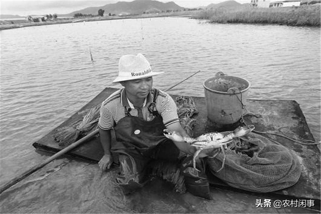 螃蟹好养吗利润怎么样,螃蟹好养吗