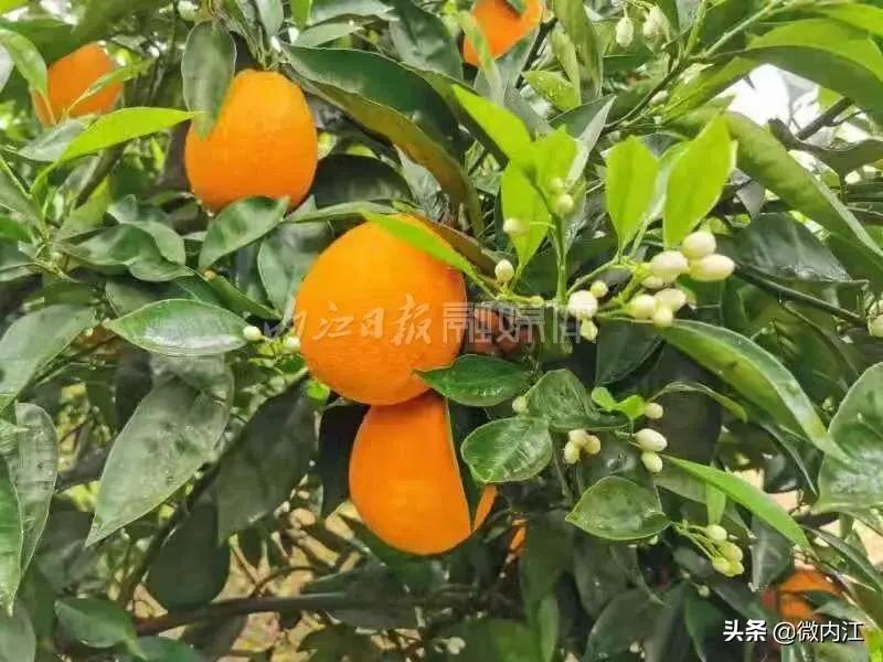 花果同树柑橘有哪些品种,重庆晚熟血橙