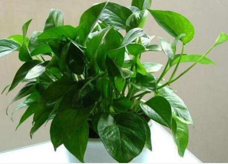 绿萝有黄叶和黑斑怎么办,绿萝出现好多黄叶是什么原因