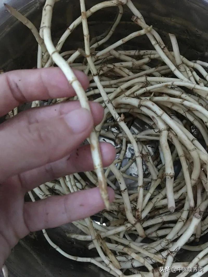 #药食同源篇#第六十八课“天然抗生素”鱼腥草