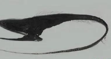 你知道海底的最深处有什么吗,海底最深处到底有什么