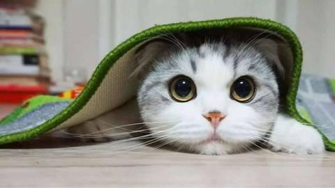 “小特务宝宝”和大爷对暗号火了，内心：队长别开枪，是我