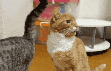 猫味道大是为什么,猫的味道和气味有什么区别