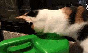 猫咪在锅里拉屎,猫咪拉屎就脱肛