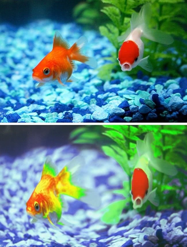 什么动物视力模糊不清,视力与人类一样的动物