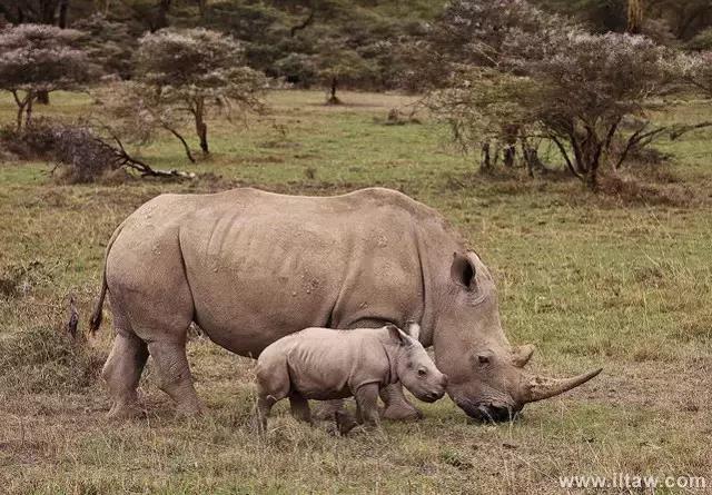 犀牛是否是牛科动物,动物大百科介绍之犀牛