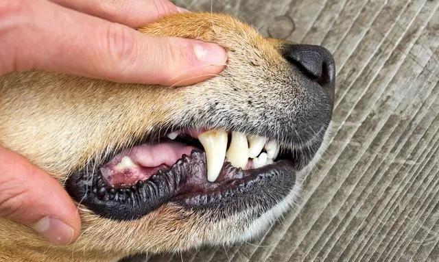 狗狗牙齿有牙结石怎么办可以去除,狗不愿意刷牙怎么预防牙结石