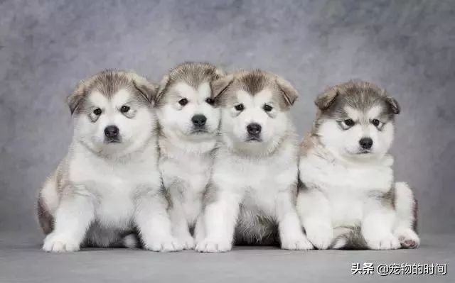 饲养阿拉斯加犬的注意事项,阿拉斯加犬的饲养技巧