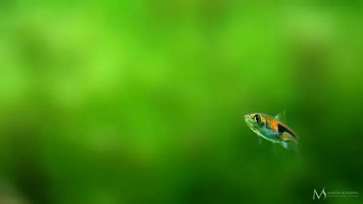 家装室内水系造景设计,家居鱼池假山布局