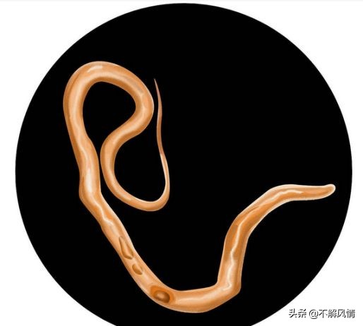 宠物猫宠物狗寄生虫都有哪些？需要如何驱除？