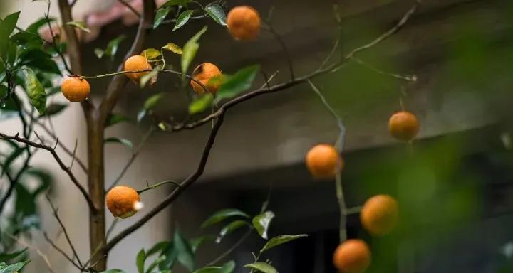 苏州东山西山包吃住农家乐推荐,苏州西山林屋洞附近包吃包住民宿