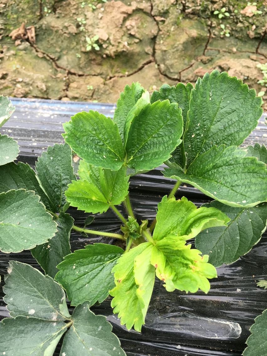 草莓育苗期怎么预防病毒病,草莓病毒病最佳治疗方法