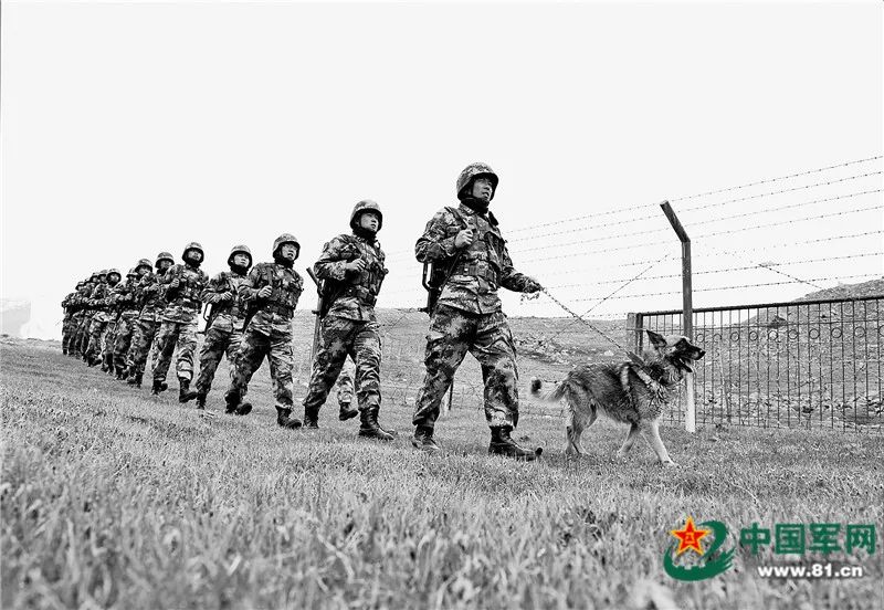 军犬牺牲安葬哪,军犬离世主人抚碑痛哭