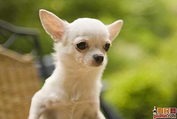 鐙楃嫍澶у叏鍙埍,鍙埍鐨勫皬鐙楃嫍閫佺粰鐖辩嫍浜哄＋