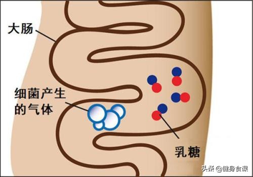 乳糖不耐受喝牛奶会立马拉肚子吗,一喝牛奶就拉肚子是乳糖不耐受吗