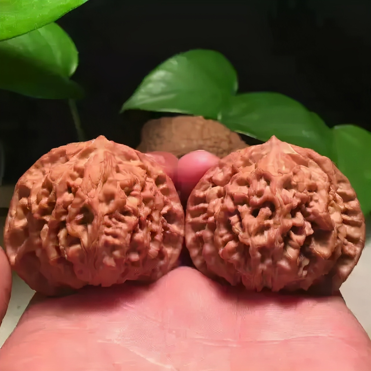 怎么快速盘核桃又红又亮,核桃包浆上色玉化最快的方法