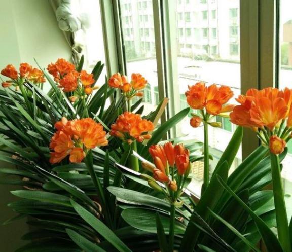 猪骨头熬汤能浇花吗,熬酥的猪骨能当肥料吗