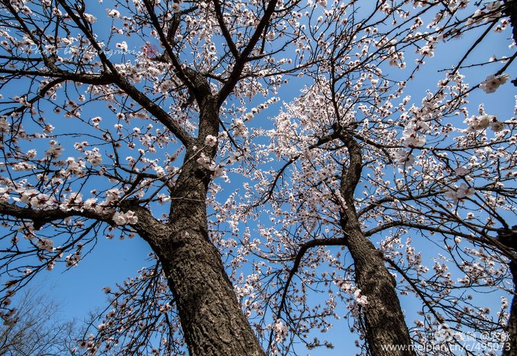 河南灵宝百年古杏林花开遍山野,灵宝北沟古杏林图片