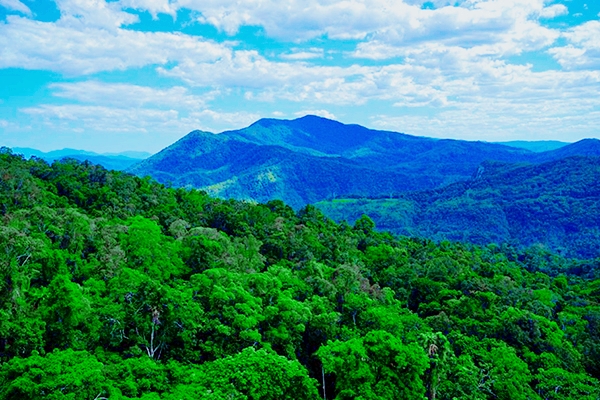 西双版纳热带雨林就是原始森林吗,西双版纳离城区近的原始沟谷雨林
