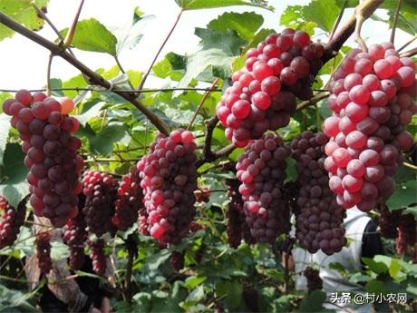 葡萄种植户前景怎么样,葡萄种植前景与销路
