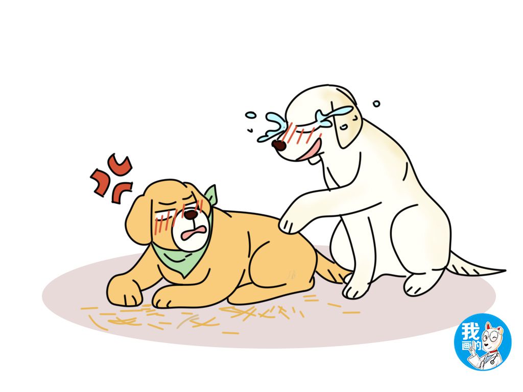 金毛小土狗拉布拉多哪个区别最大,金毛拉布拉多斑点狗哪个好养