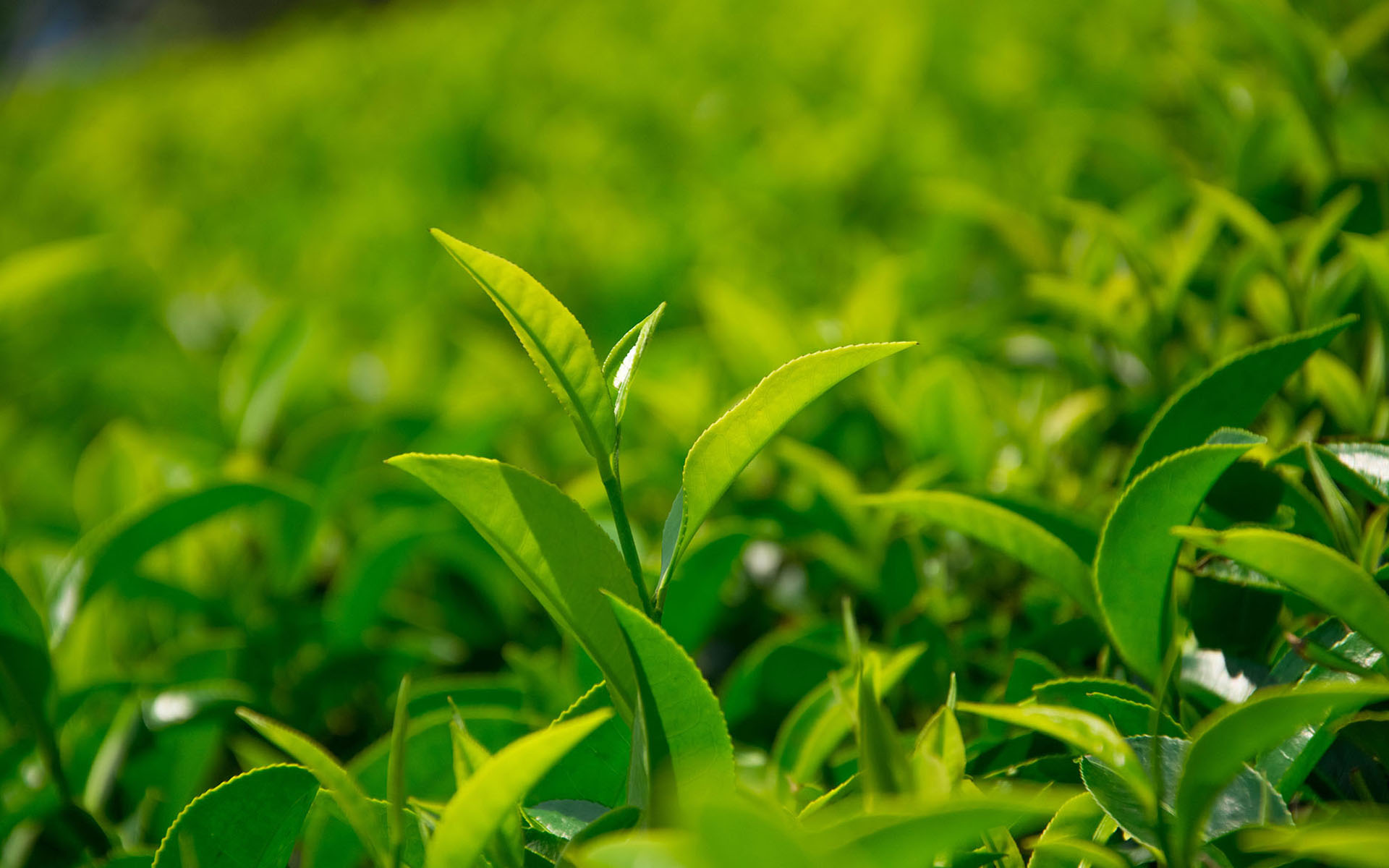 茶叶口感比较淡的茶有哪些,为什么越贵的茶口味越是清淡