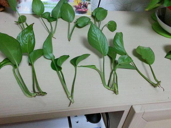 绿萝扦插方法和注意事项,绿萝的扦插方法和注意事项有哪些