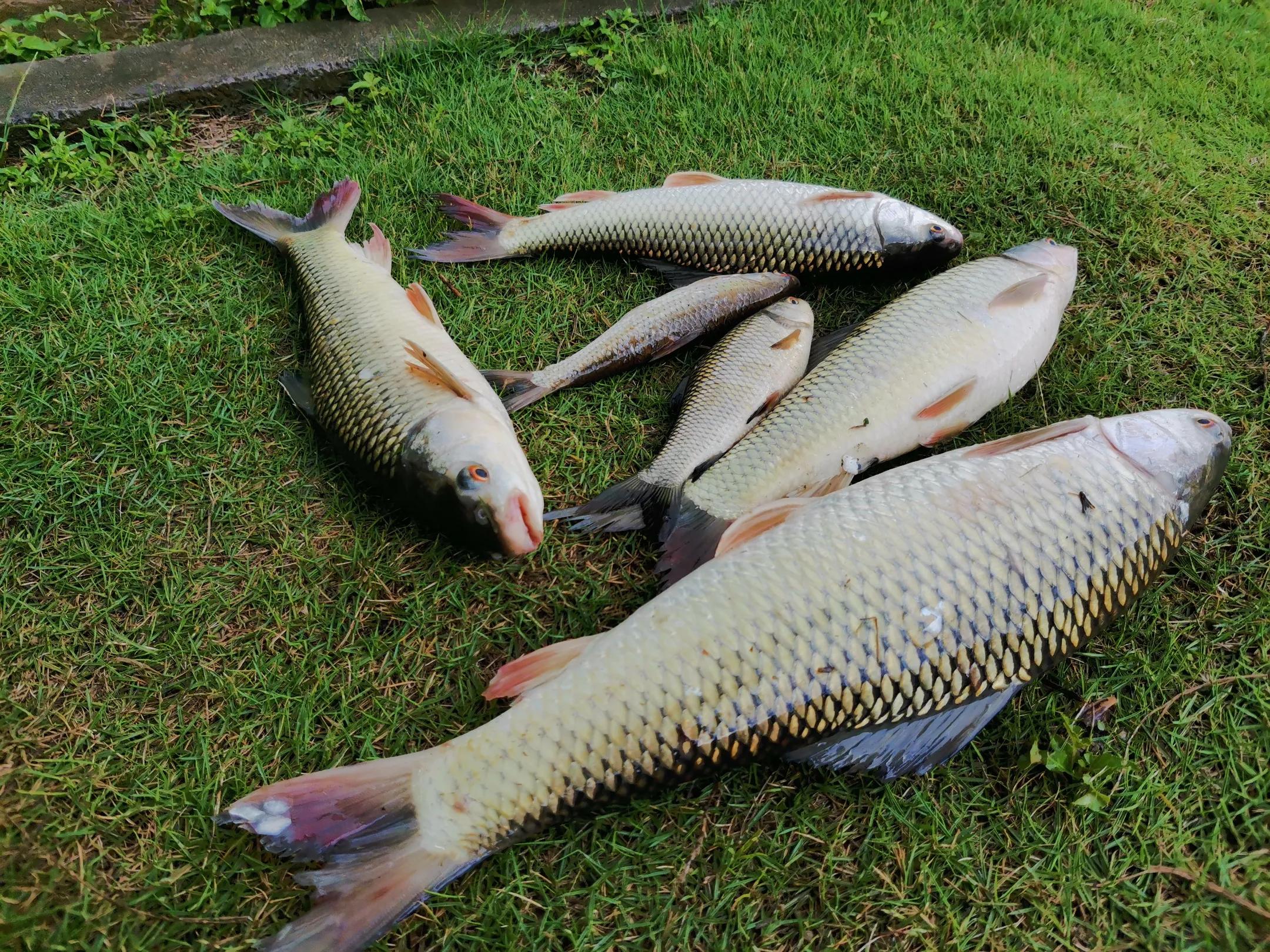 子线短了怎么调漂,钓鱼高手支招短子线的7种用法