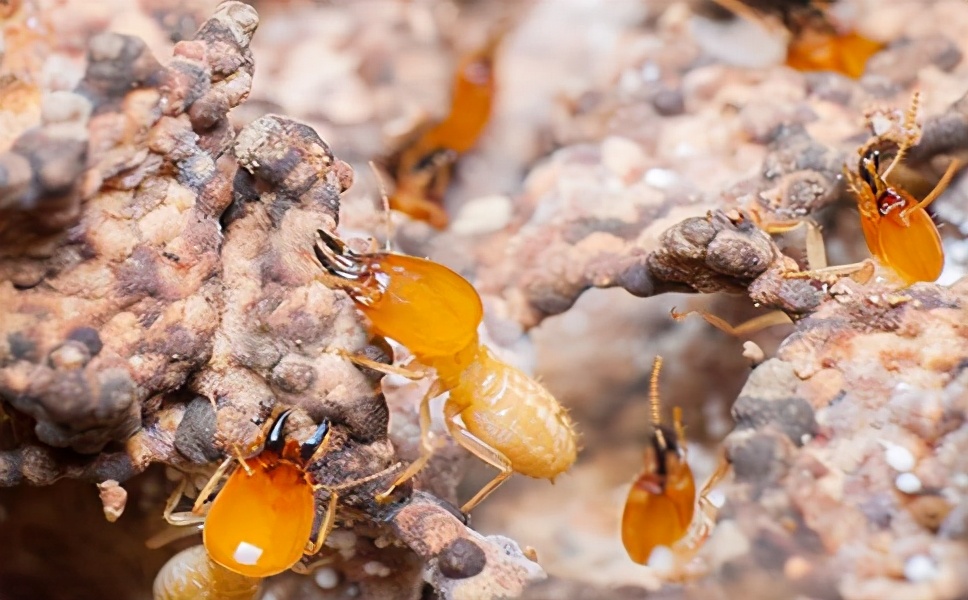 广州上门白蚁防治哪家便宜,广州上门白蚁防治哪家划算
