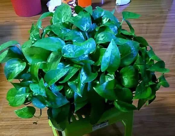 绿萝怎么养才能更旺盛生活小技巧,绿萝冬天怎么养才能更旺盛小妙招