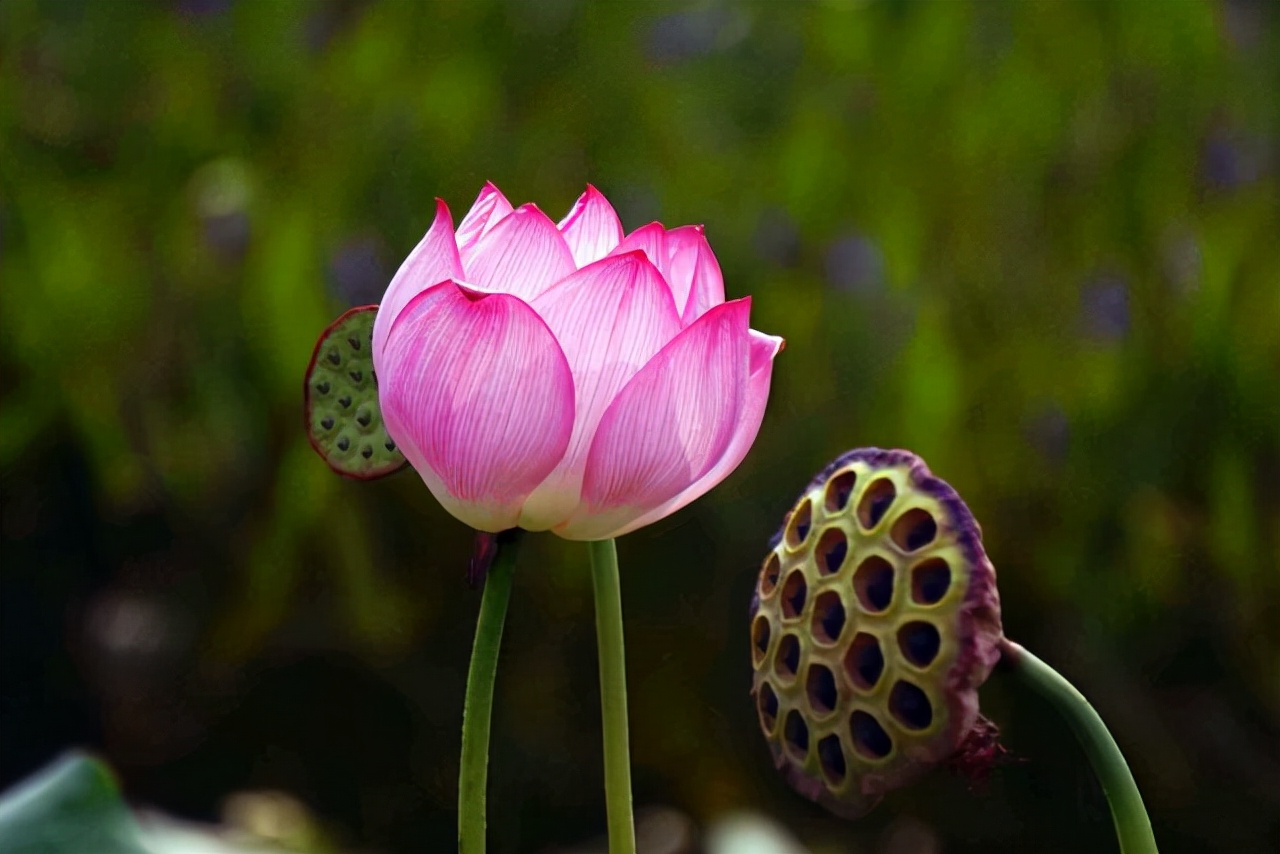 怎样描写荷花的比喻句,用比喻的修辞手法描写荷花一段话