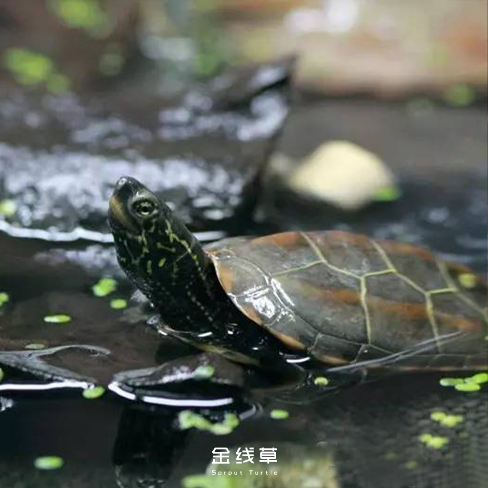 养情侣龟注意什么,养龟的注意事项和方法