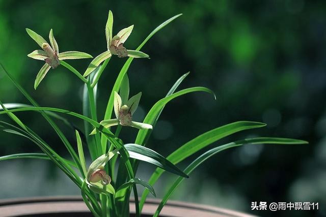 北方养殖墨兰心得,北方养兰植料的优缺点