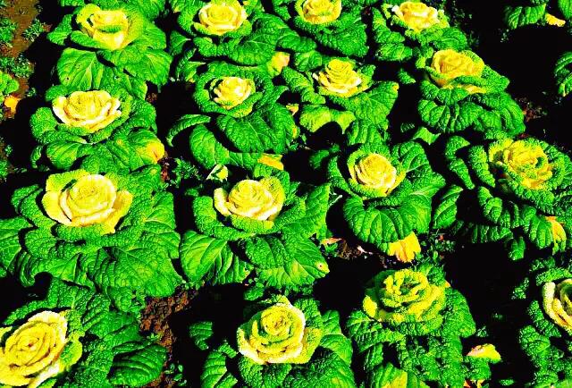 红玫瑰白菜,玫瑰花一样的白菜