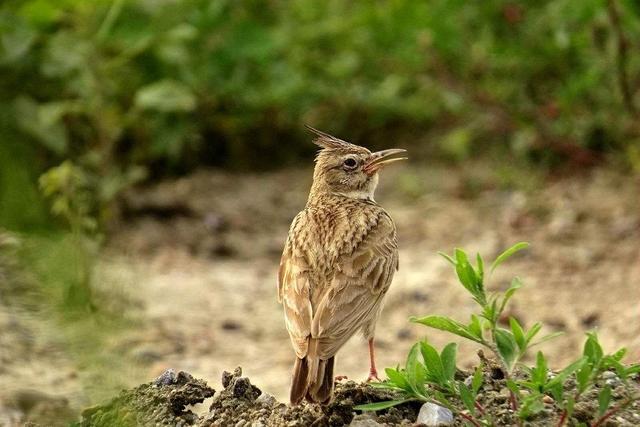 怎么才能让百灵鸟活,百灵鸟怎么训练叫