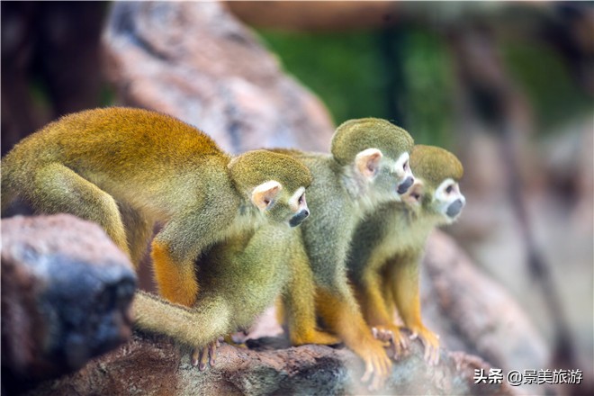 佛山南丹山有株鹦鹉树，几百只鹦鹉在晒秋取暖准备过冬