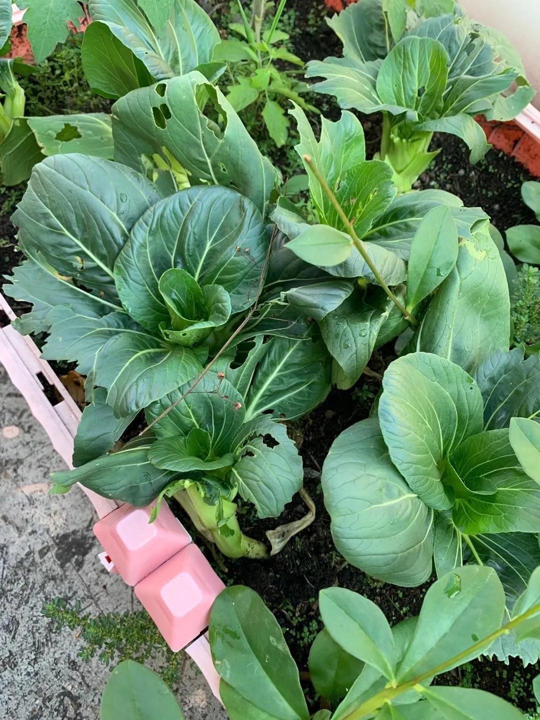 毛蛋出来的小鸡可以养活吗,毛蛋孵化出来的小鸡可以长大吗