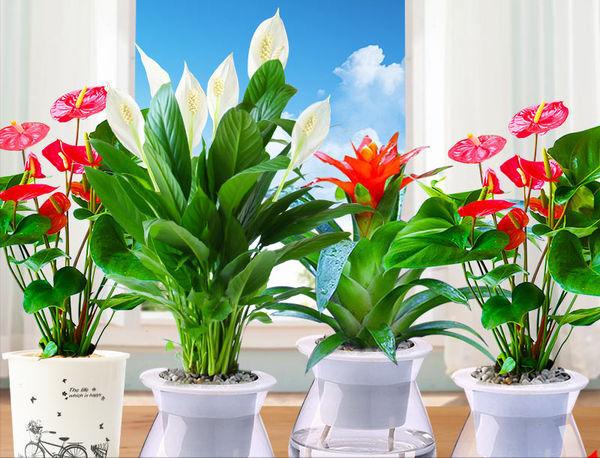 室内适合养什么花寓意好,新家养什么花有寓意又好看