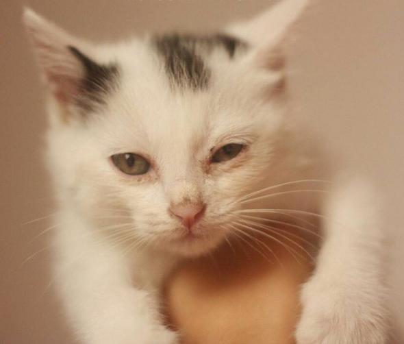 猫咪眼屎多什么原因怎么办,猫咪眼屎怎么才正常