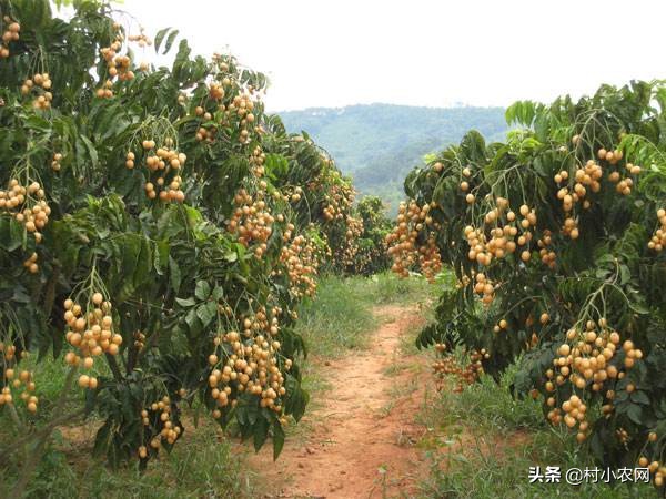 黄皮什么人不适合吃,黄皮的生长条件