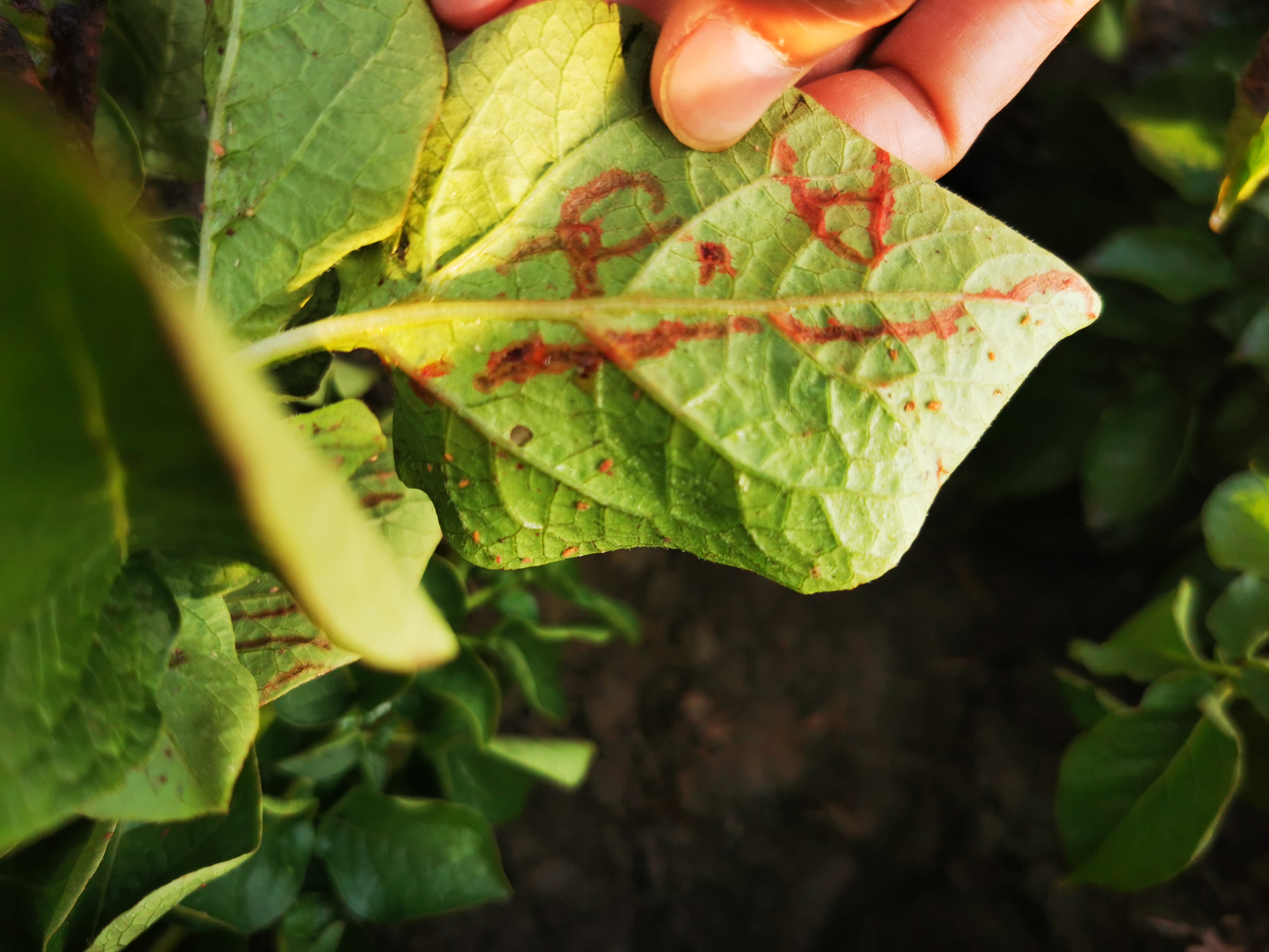 马铃薯有蚜虫怎么办,马铃薯种植过程中出现的问题