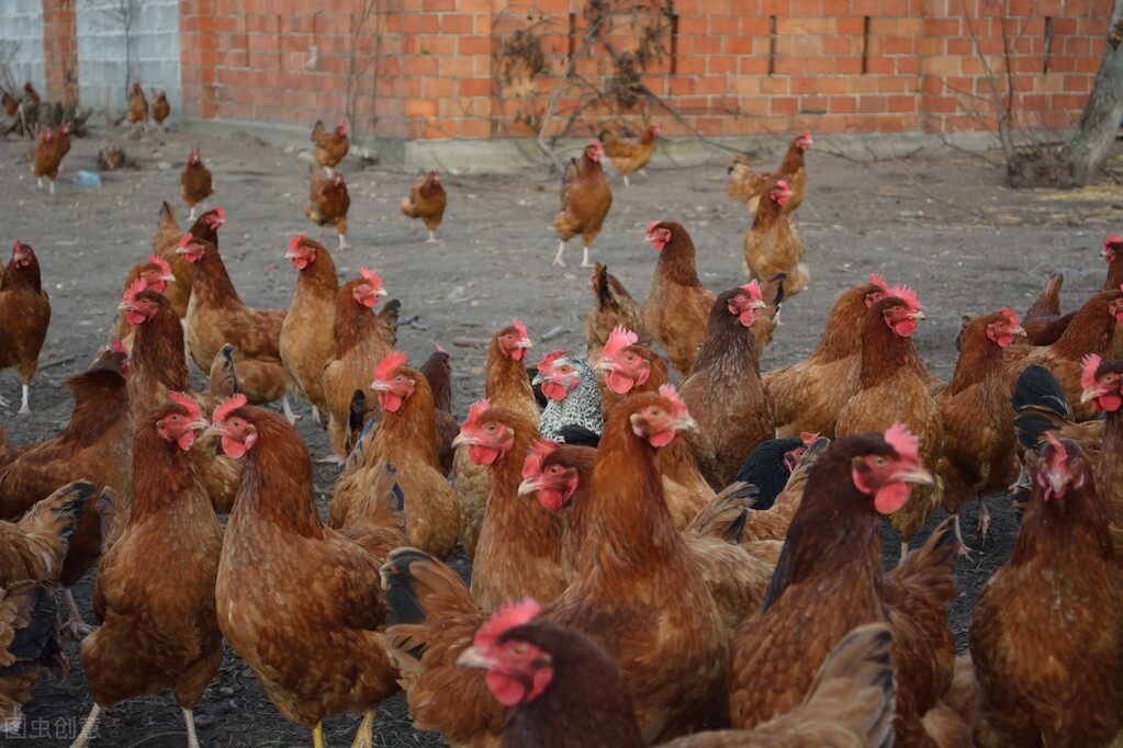 鸡眼睛流泪有泡沫怎么治疗,鸡眼睛肿眼角有气泡