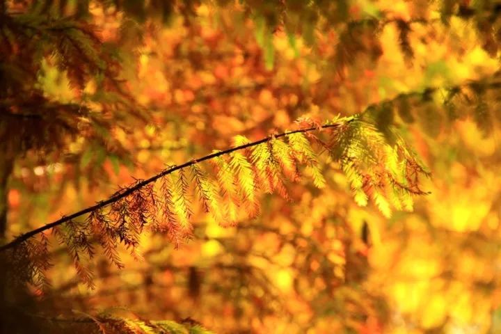 崇明岛西沙湿地公园视频,崇明西沙湿地公园芦苇荡